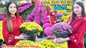 Festival Hoa Sa Đéc 2024 gái xinh đổ bộ xem cúc mâm xôi màu tím Hàn Quốc cháy hàng