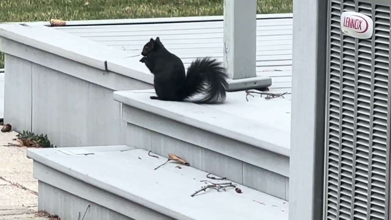Blue Jays and squirrels, eating walnuts