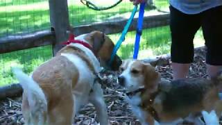 Leash system for Multiple Dogs | The Lead-All Adjustable by TinyHorse 2,329 views 6 years ago 2 minutes, 17 seconds