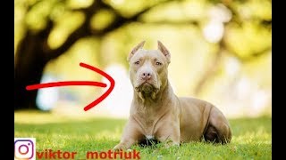 Питбуль невероятная собака, которая удивила меня. Питбуль невероятная собака, которая удивила меня.