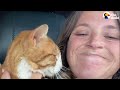 Stray Orange Cat Chooses His Family And Fits Right In | The Dodo