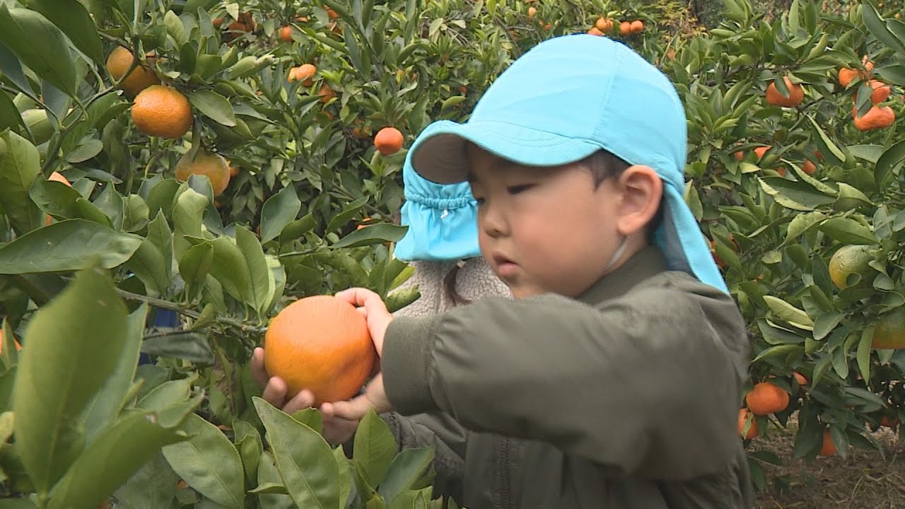 Tourist Mandarin Orange Orchard