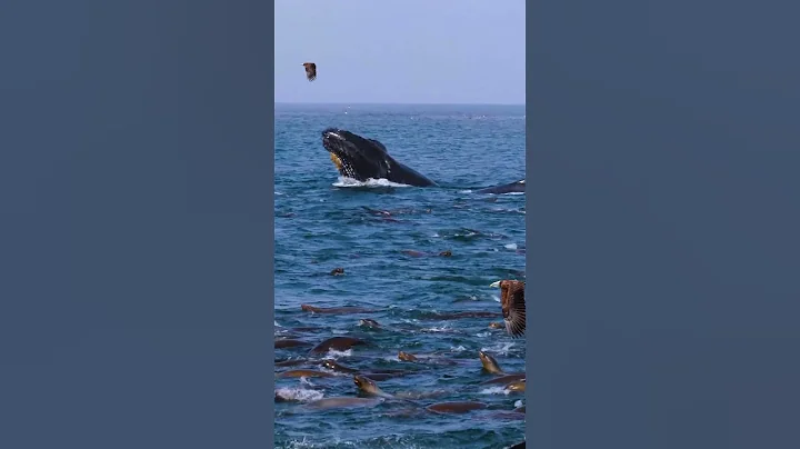 Humpback Whales Feeding With Seals - DayDayNews