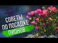 Посадка пионов осенью. Пошаговый мастер-класс