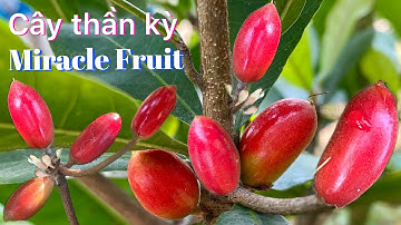 Miracle Fruit | Cây thần kỳ
