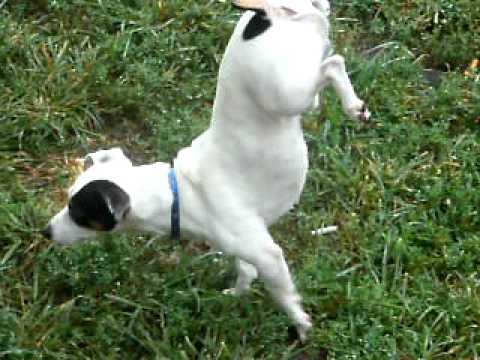 How To Teach Your Dog To Do A Walking Handstand How To Teach Your Dog To Do A Walking Handstand