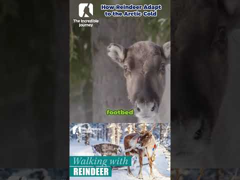 Secretly, reindeer are walking on high-tech retractable cleats! 🤯