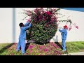 Amazing tree cutting by skilled hands #amazing #omanvlog #rasalakonblogs #treecutting #WoodCutting