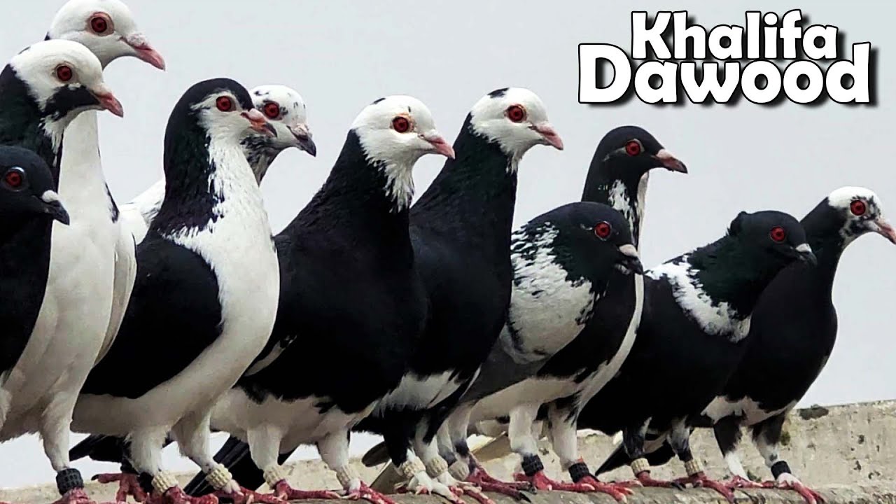 Ustad Akhtar K  Khalifa Dawood K Kale Chandne Kabutar Ka Shok | Delhi Ki Kabutarbazi | Racing Pigeon