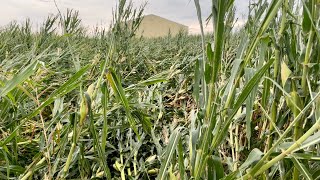 What does 80 mph wind do to corn