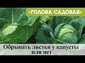 Голова садовая - Обрывать листья у капусты или нет