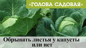 Голова садовая - Обрывать листья у капусты или нет