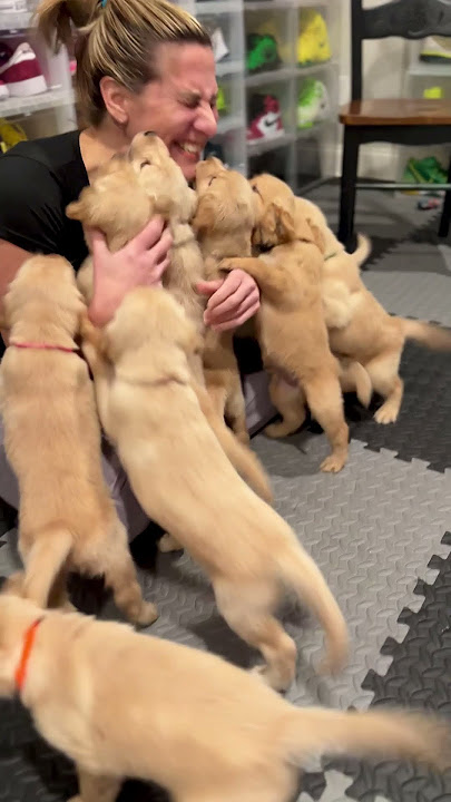 Golden Retriever Puppies Reunite With Nurse Who Delivered Them || ViralHog