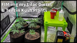 FIM-ing my Lilac Diesel & Tenzin Kush Plants