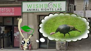 Introducing VISH!  Spokesperson of Wishbone Animal Rights Lab...