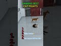 Ranking Cat Fights!