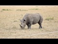 Black Rhino sighting Maasai mara