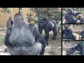 原因は何だ⁉︎ 怒ったモモタロウに追い回されるゲンタロウ⭐️ゴリラ Gorilla【京都市動物園】Gentaro runs away from his angry father .