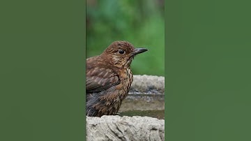Burung Hitam: Penyanyi Taman Alam
