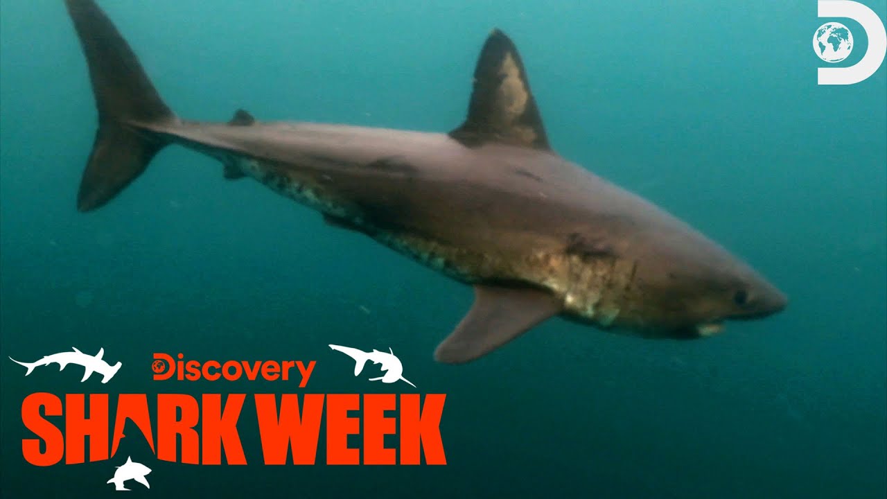 Documentary backdrop image for Do Sharks Prefer to Eat Fish or Mammals? (2023)