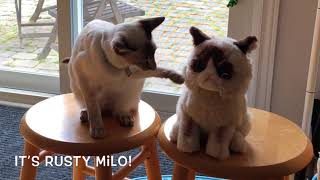 Balinese Cat Darci the slanderer by Balinese Darci 117 views 5 years ago 16 seconds