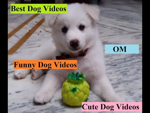 Funny & Cute Dog | Funny Dog Videos 2021