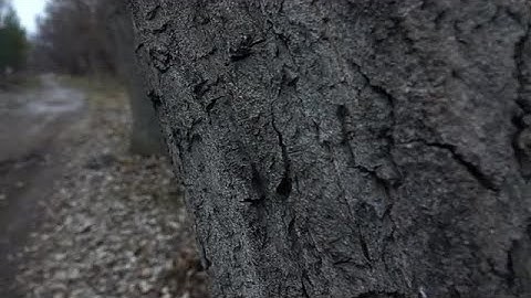 POV Of Bark Of Tree Stock Video