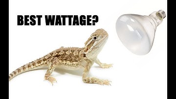 What Wattage Heat Light Is Best For Your Reptile?