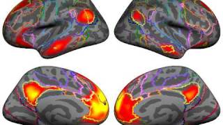 Yeo_etal_JNeurophysiol_2011_MPFC.avi