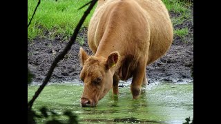 Angus Rinder trinken Modderwasser aus Teich Starken Rind Kuh Kühe braun Kälber Starken Vieh cow