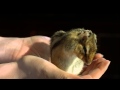 Adorable chipmunk in slow motion