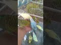🛒プロ愛鳥家が認めた最強インコアイテム🐦💥 #レビュー