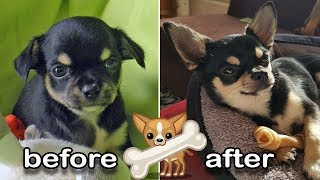 PUPPY to ADULT | CHIHUAHUA before & after GROWING UP | vom Welpen zum erwachsenen Hund