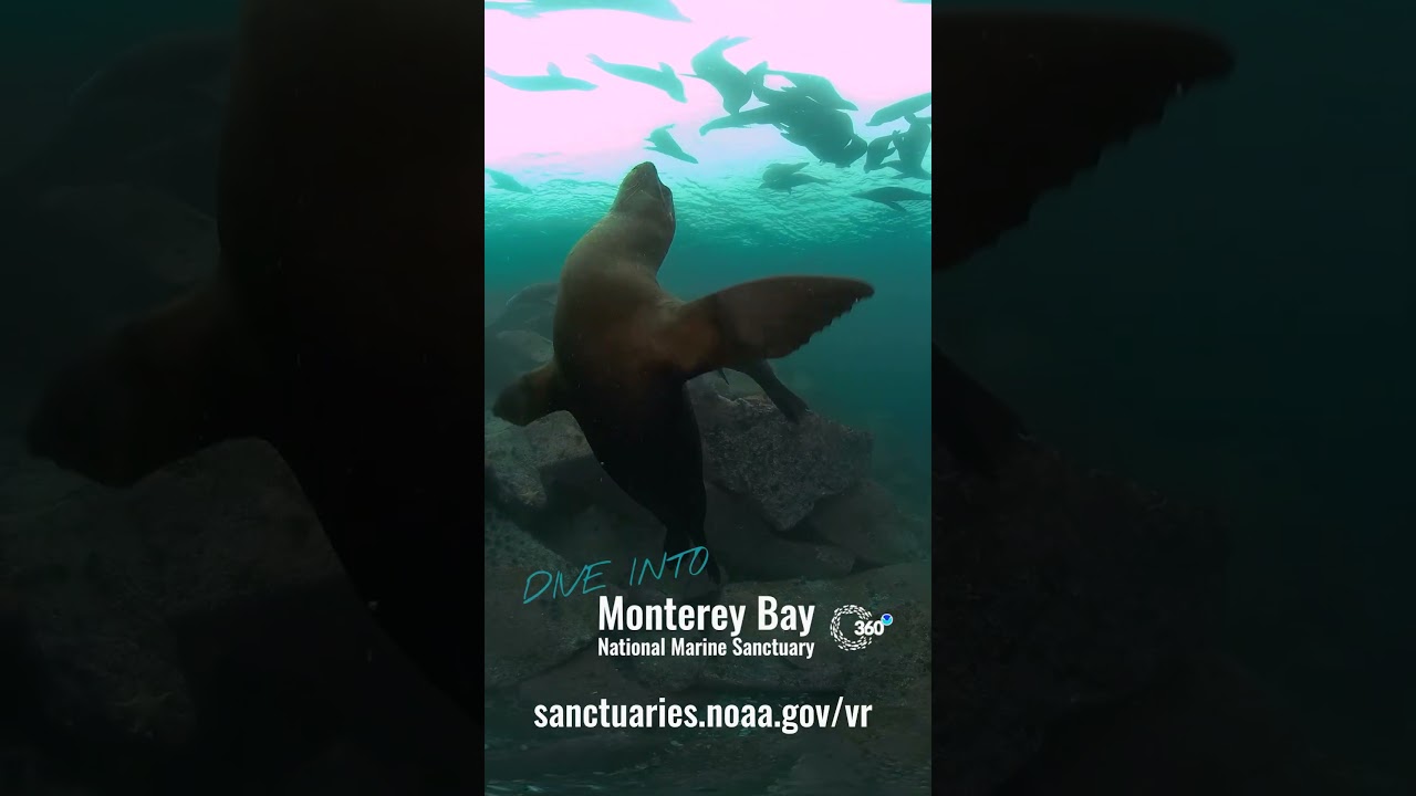 Have you watched Sanctuaries 360: Serengeti of the Sea yet?