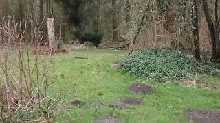 Creepy Lyde I Øksedal