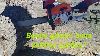 Sahte Stihl Kocaman Ağacı Görünce Içine Verdi...7 Kasım 2021