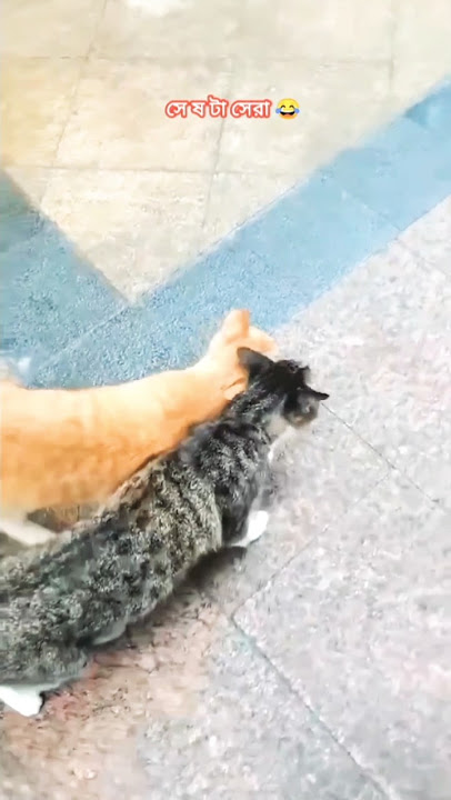 The cat that starts the day by cuddling with mom #shorts #cat #funny