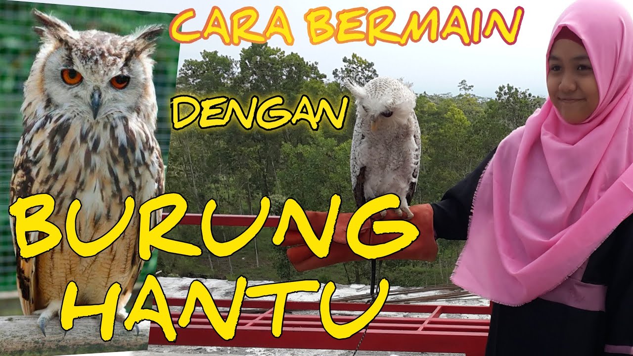 cara bermain dengan burung hantu 