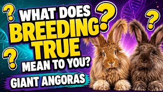 What Does “Breeding True” Really Mean? Giant Angora Linebreeding, Outcrossing & Progress | Live #40 screenshot 2