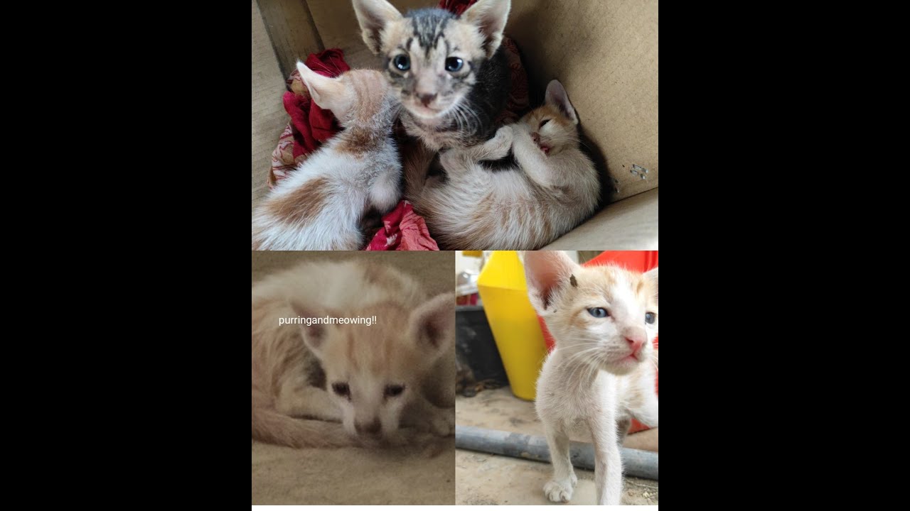 Kitten growth from week 3 to week 4 youtube