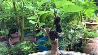 Mulberry tree Bonsai Technique