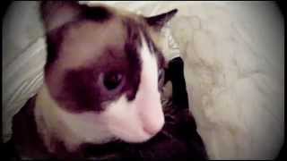 Trapis Y Cuchis Casual