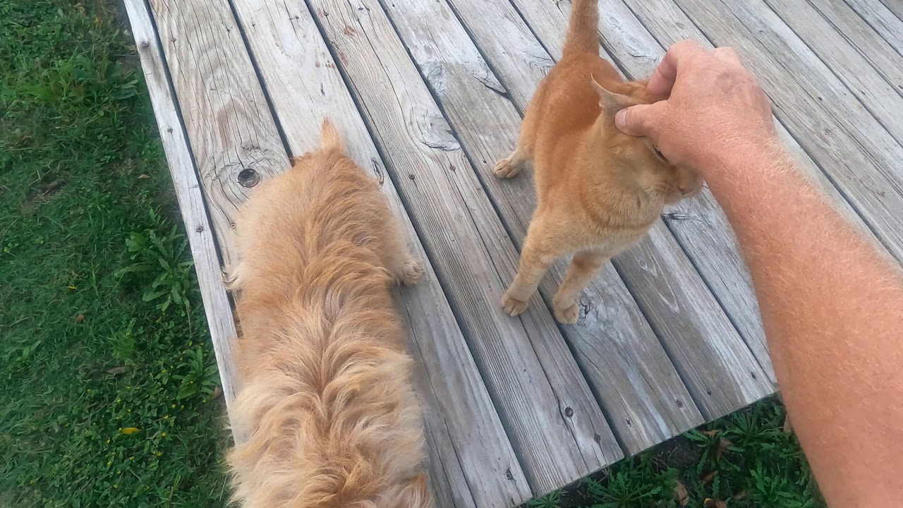 My GoPro Video YouTube