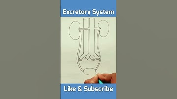 Human Excretory System