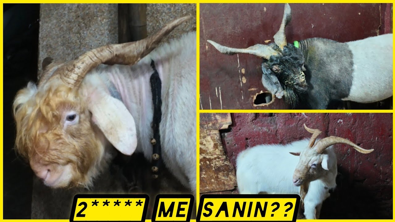 G.K GOAT FARM pe aaya Exotic Collection || Al Mehtab Goat Farm