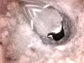 Birdcam_2010-04-23_18-55-45.avi