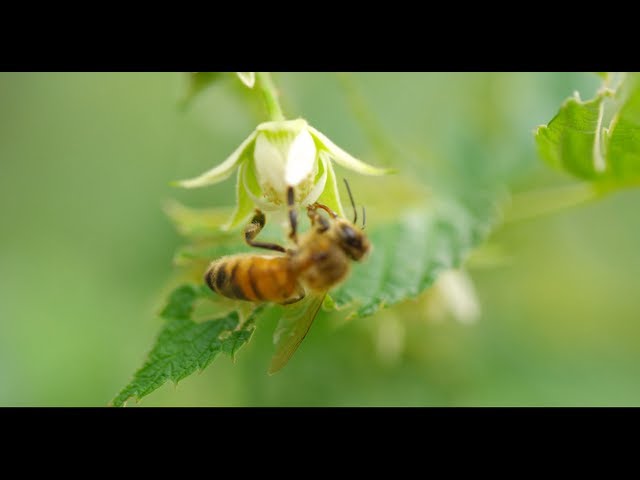 HONEY BEES 96fps IN 4K (ULTRA HD) class=