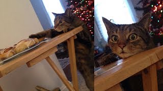 22 Times Asshole Cats Were Publicly Shamed For Their Hilarious Crimes