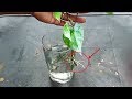 Grow Betel Vine from cutting in water | पान पत्ता उगाएं घर पे आसानी से