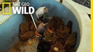 Fishin' Impossible: A Snorkeler's Dream | Fish Tank Kings